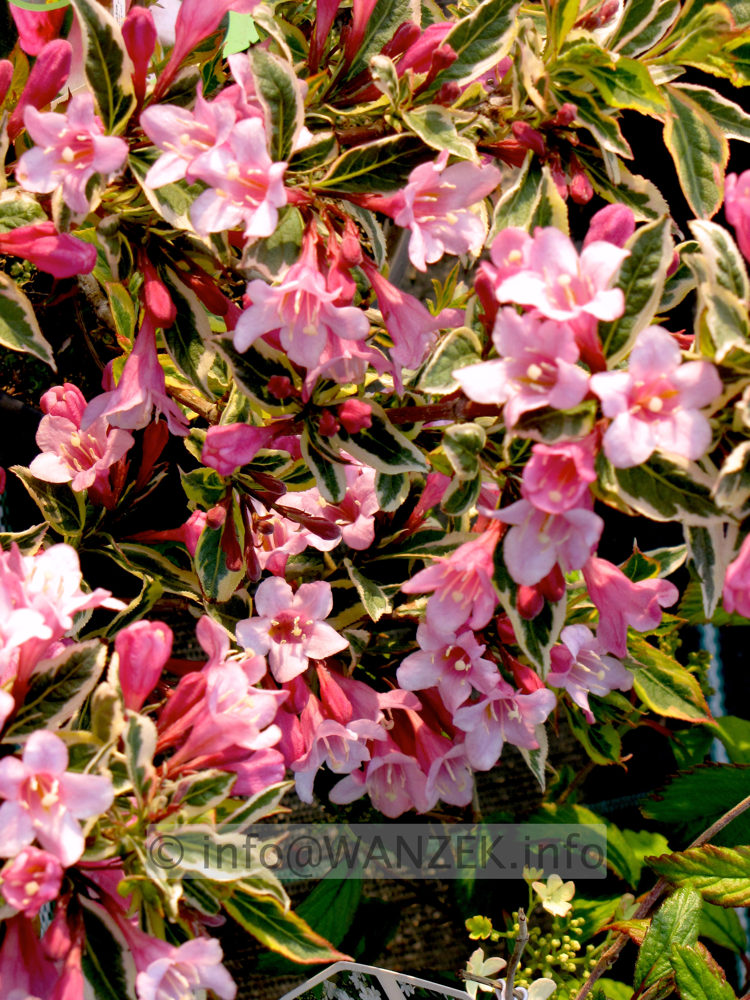 Weigela florida Magical Rainbow 01.JPG